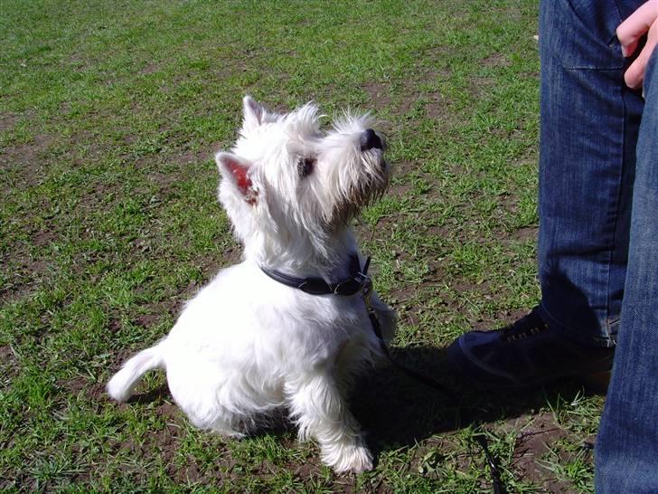 West highland white terrier Whisky billede 15