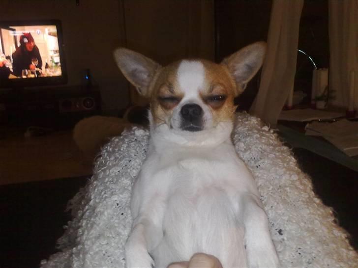 Chihuahua Simba billede 1