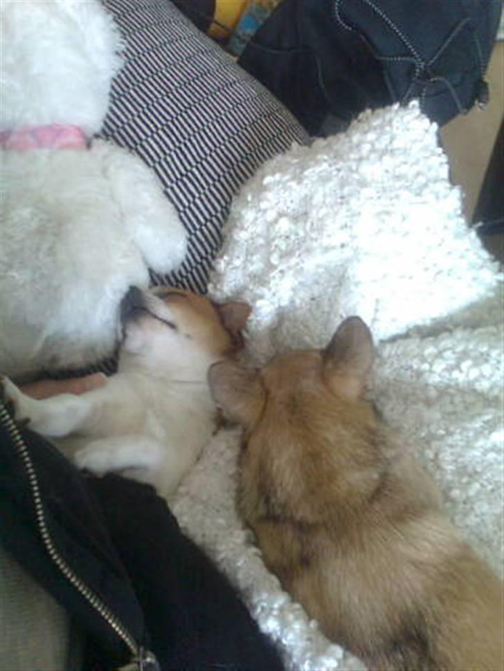 Chihuahua Simba billede 2