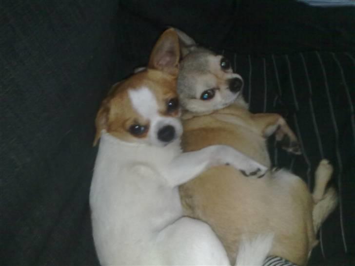 Chihuahua Simba billede 3