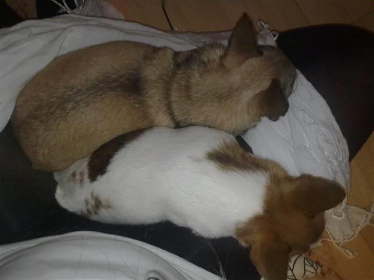 Chihuahua Simba billede 4