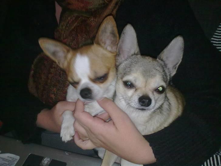 Chihuahua Simba billede 5