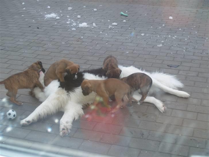 Landseer Gaia billede 1