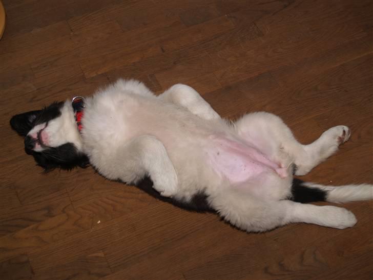 Landseer Gaia - Man skulle være en doven hund hvis man ikke kunne tage en time på den anden side.. billede 2