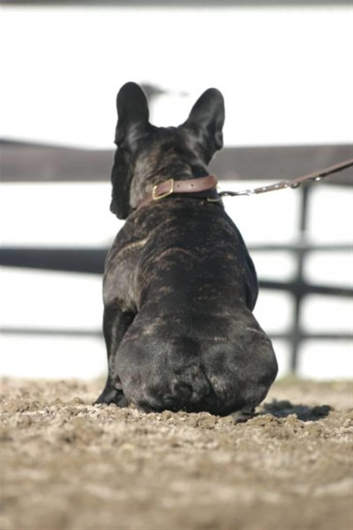 Fransk bulldog Batman - Billede taget af Hanne billede 1