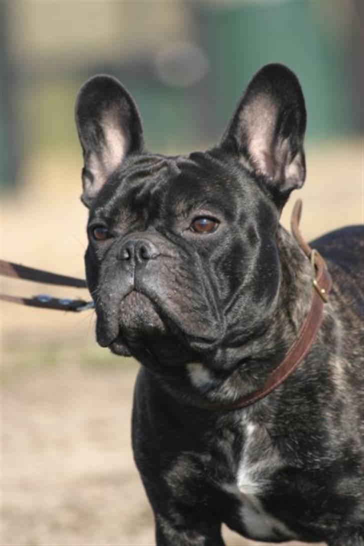 Fransk bulldog Batman - Billede taget af Hanne billede 2