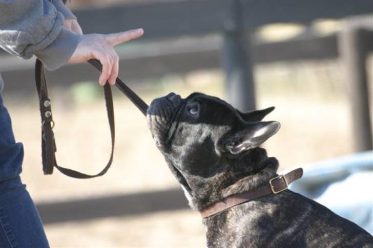 Fransk bulldog Batman - Billede taget af Hanne billede 3