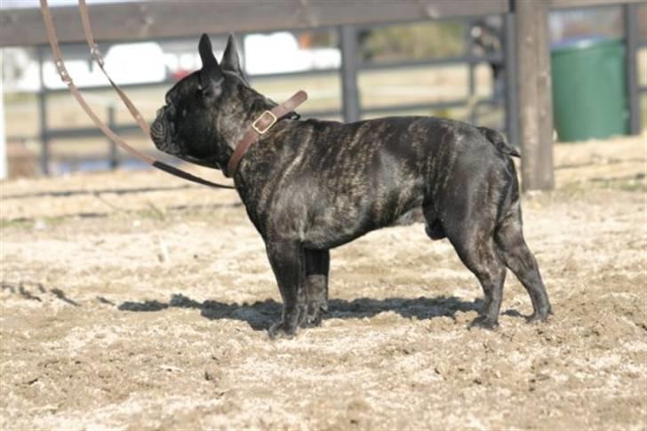 Fransk bulldog Batman - Billede taget af Hanne billede 4
