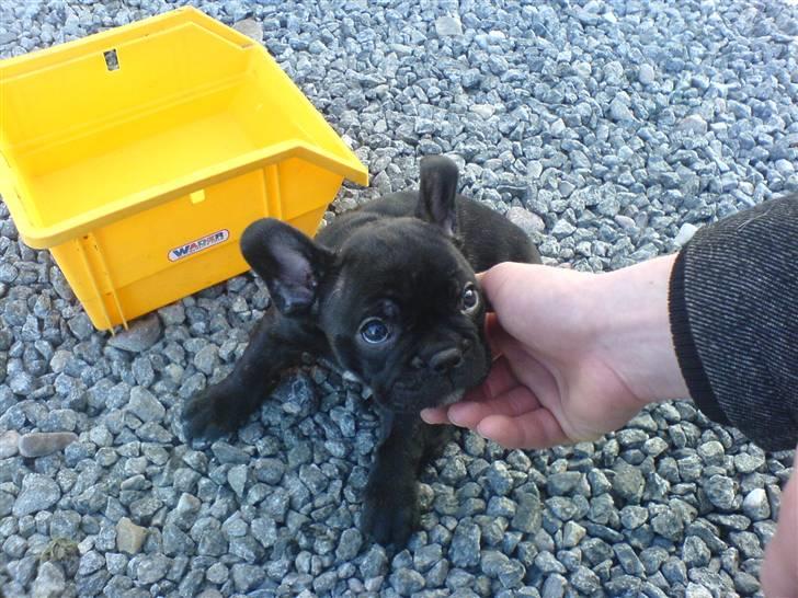 Fransk bulldog Batman - Batman 6 uger gammel billede 5