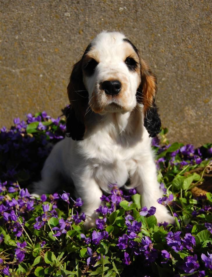 Cocker spaniel Vanilla Joy Dream Design - Ditte billede 13