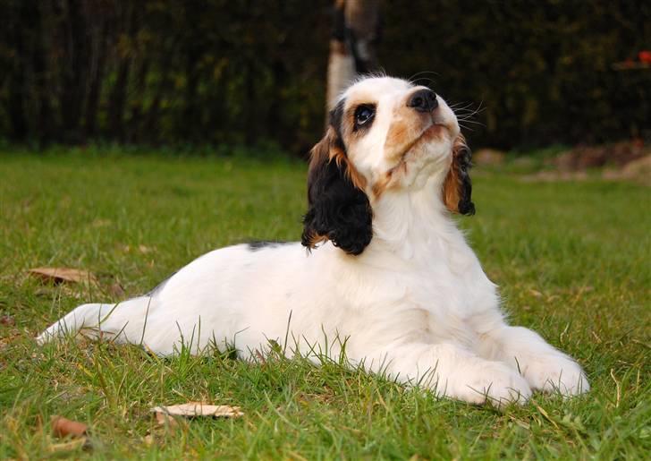 Cocker spaniel Vanilla Joy Dream Design - Ditte billede 12