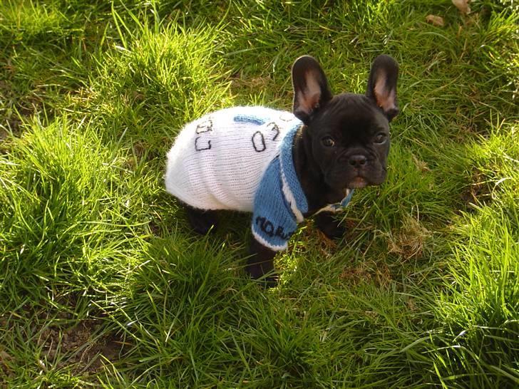 Fransk bulldog Batman - Ca.9-10 uger gammel billede 6