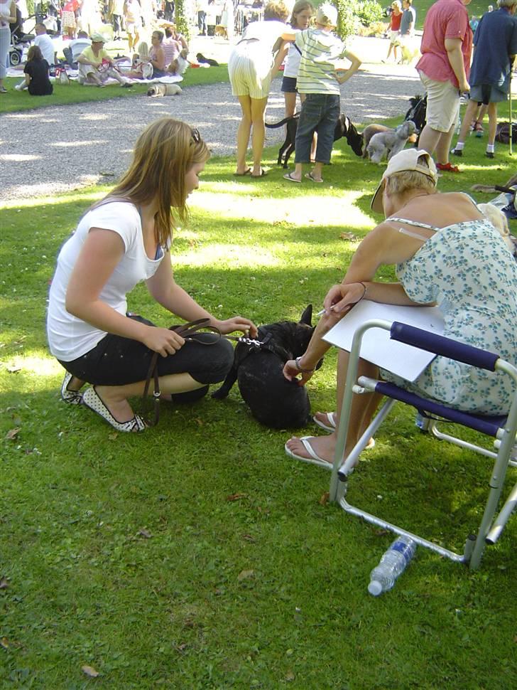 Fransk bulldog Batman - Danmarks sødeste hund 07 eller 08 ;) billede 7