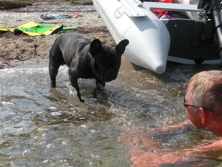 Fransk bulldog Batman - Normalt meget vandskræk hund, men det var meget varmt. billede 8
