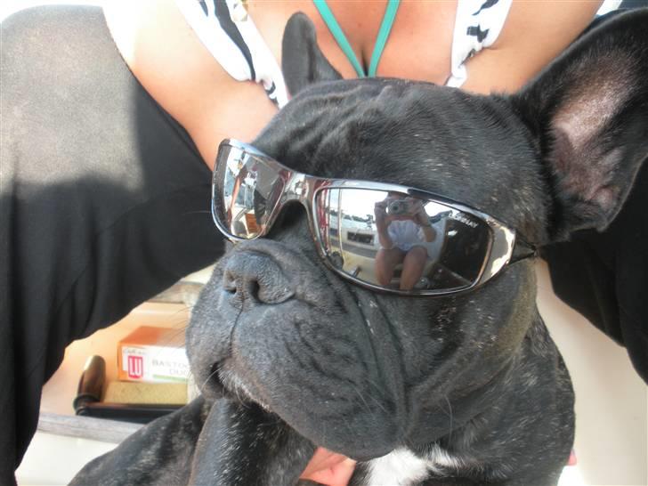 Fransk bulldog Batman - Fra sejlferie 09 billede 9