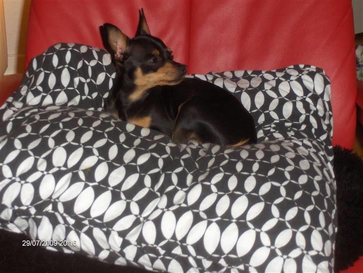 Prazsky krysarik ozzy billede 1