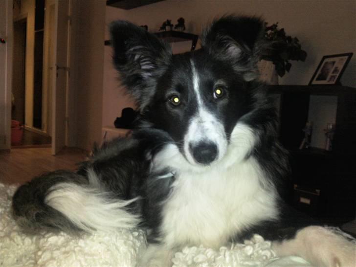 Blanding af racer Tiko billede 3