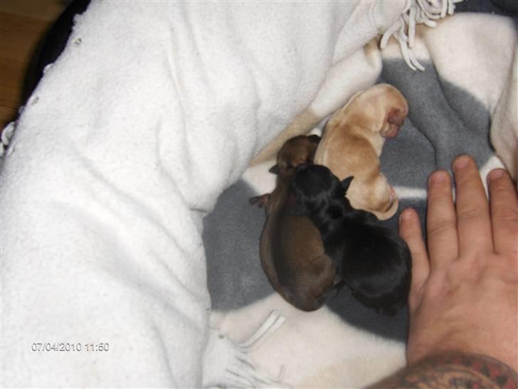 Prazsky krysarik vera - mine små billede 2