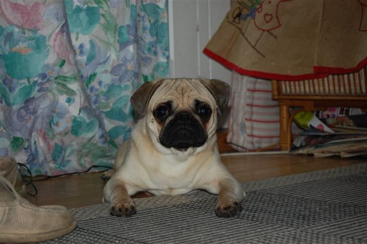 Mops Laban billede 7