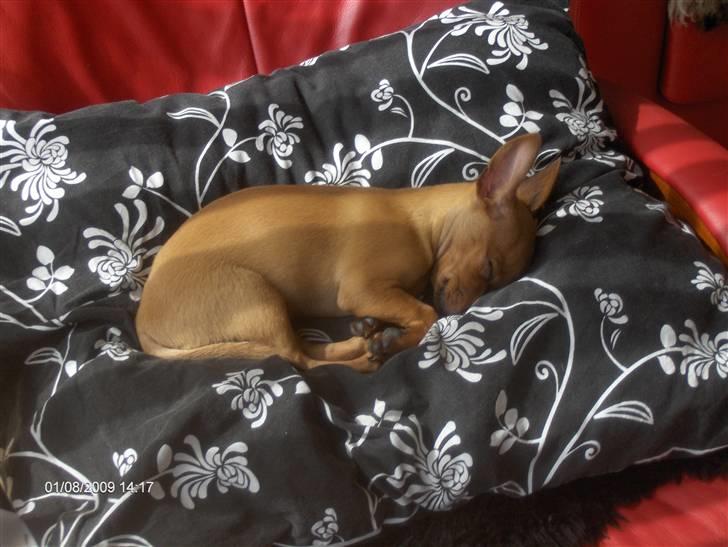 Prazsky krysarik trille billede 1