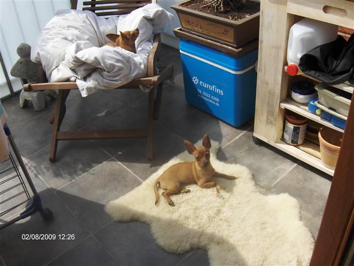 Prazsky krysarik trille billede 2