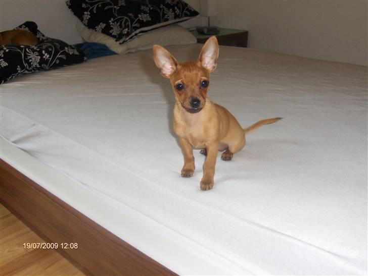 Prazsky krysarik trille billede 3