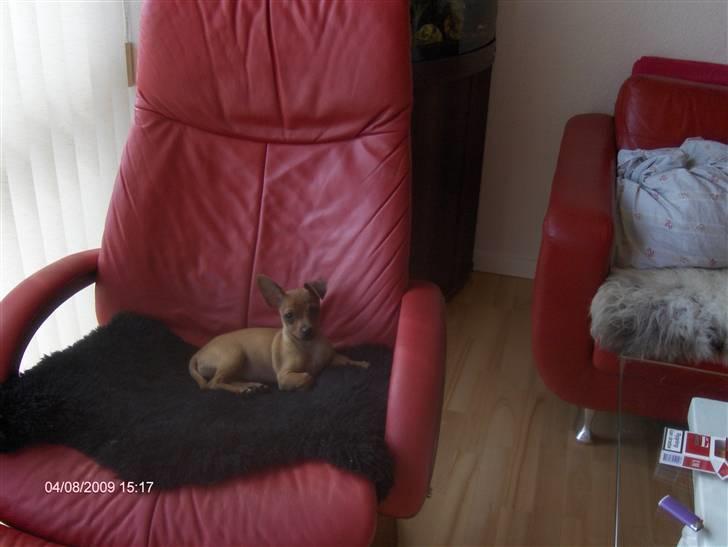 Prazsky krysarik trille billede 4