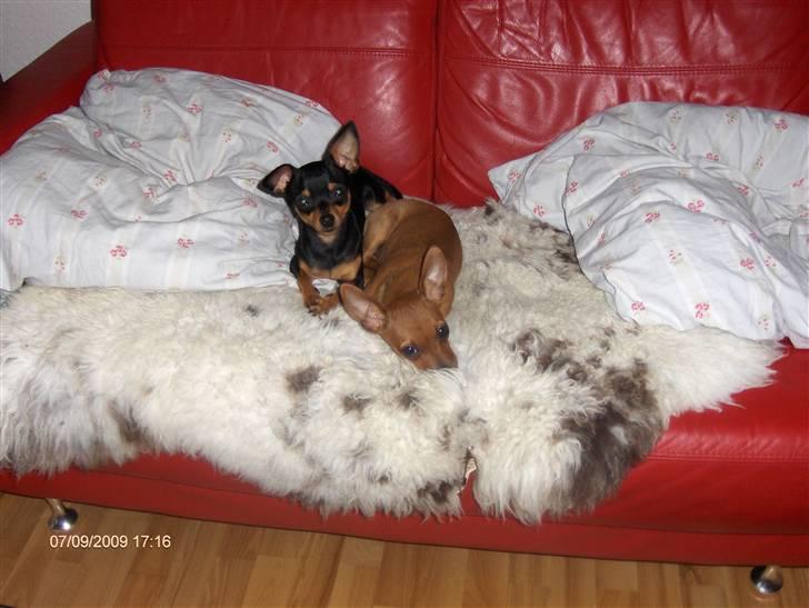 Prazsky krysarik ozzy - ozzy og trille billede 2