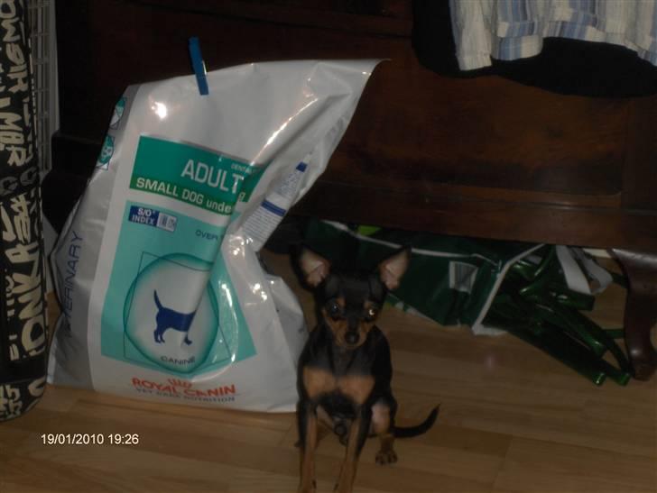 Prazsky krysarik ozzy - MAD billede 3