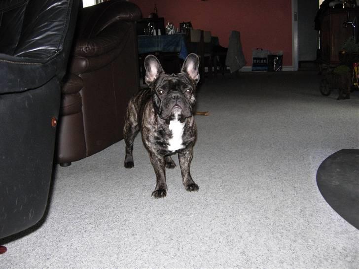 Fransk bulldog Kejser billede 1