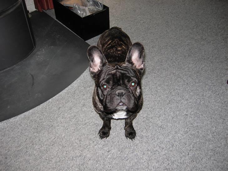 Fransk bulldog Kejser billede 2