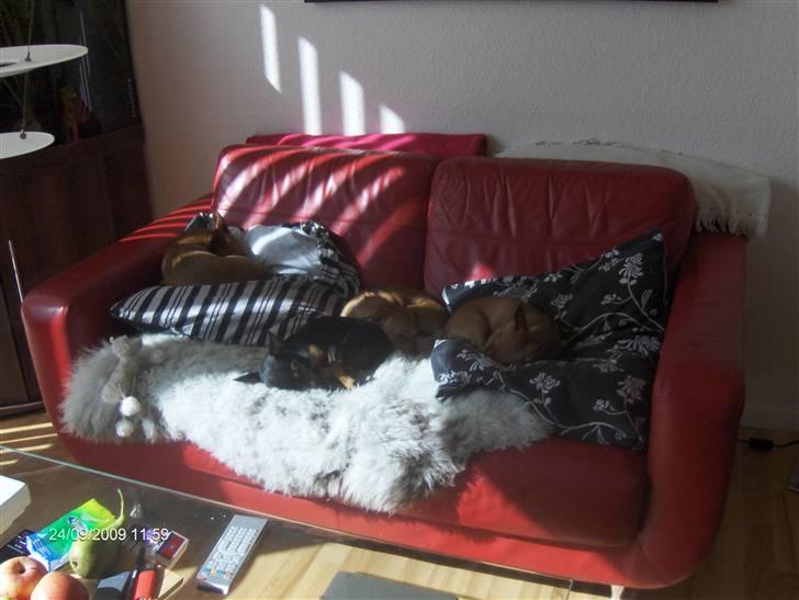 Prazsky krysarik ozzy - ozzy  trille  foxy  vera billede 4