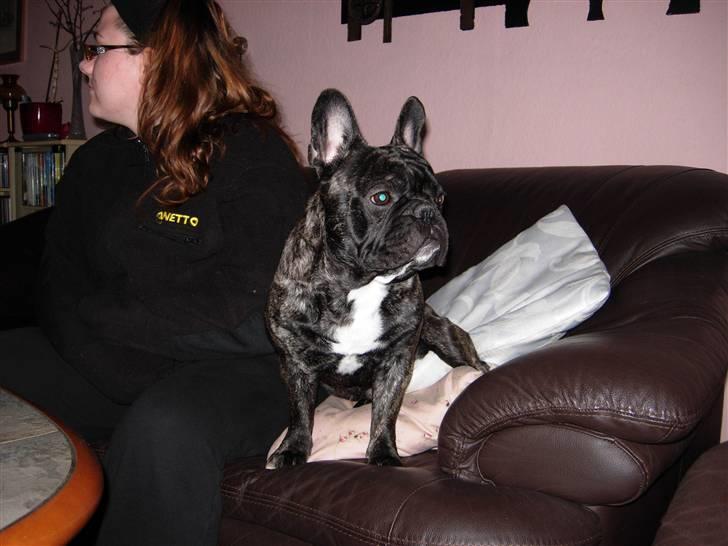 Fransk bulldog Kejser billede 3