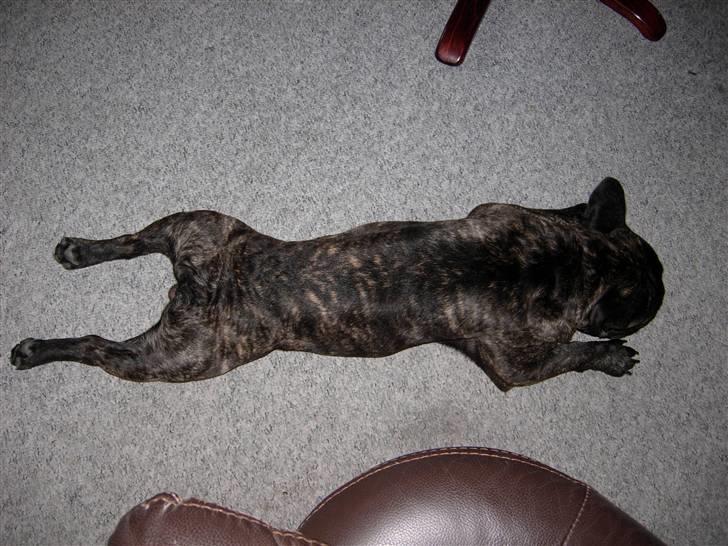 Fransk bulldog Kejser billede 4