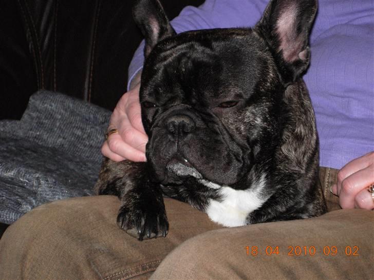 Fransk bulldog Kejser billede 5