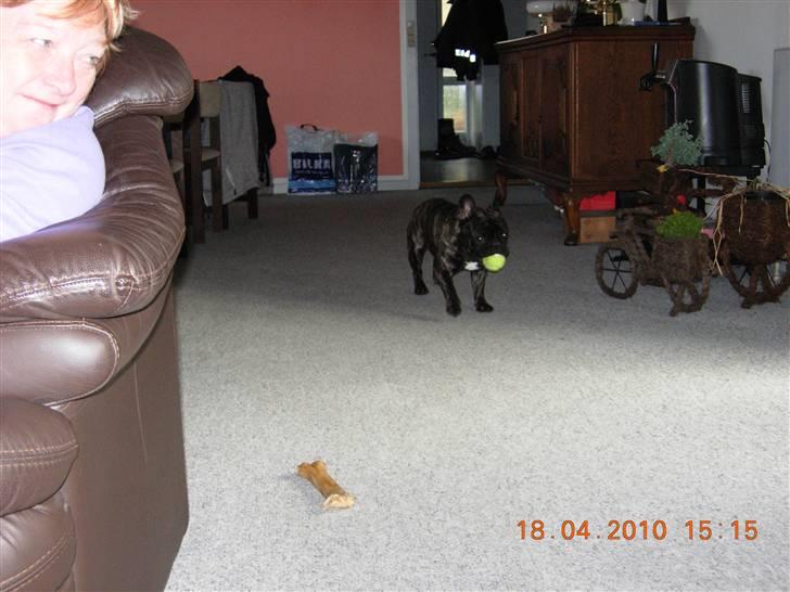 Fransk bulldog Kejser billede 6