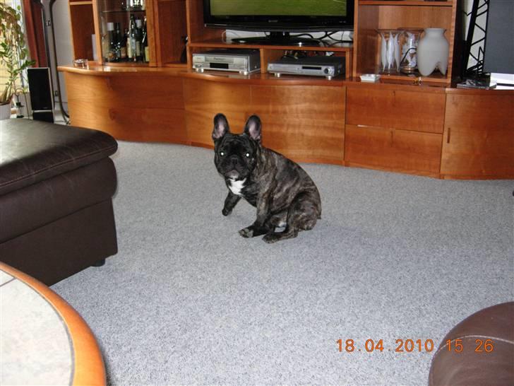 Fransk bulldog Kejser billede 7