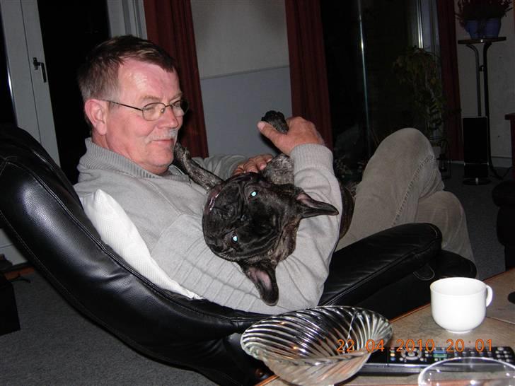 Fransk bulldog Kejser billede 8