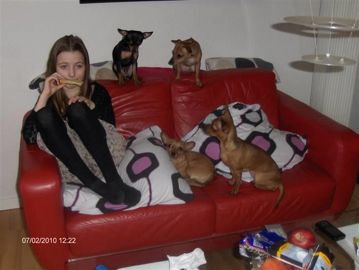 Prazsky krysarik trille - MAD billede 5