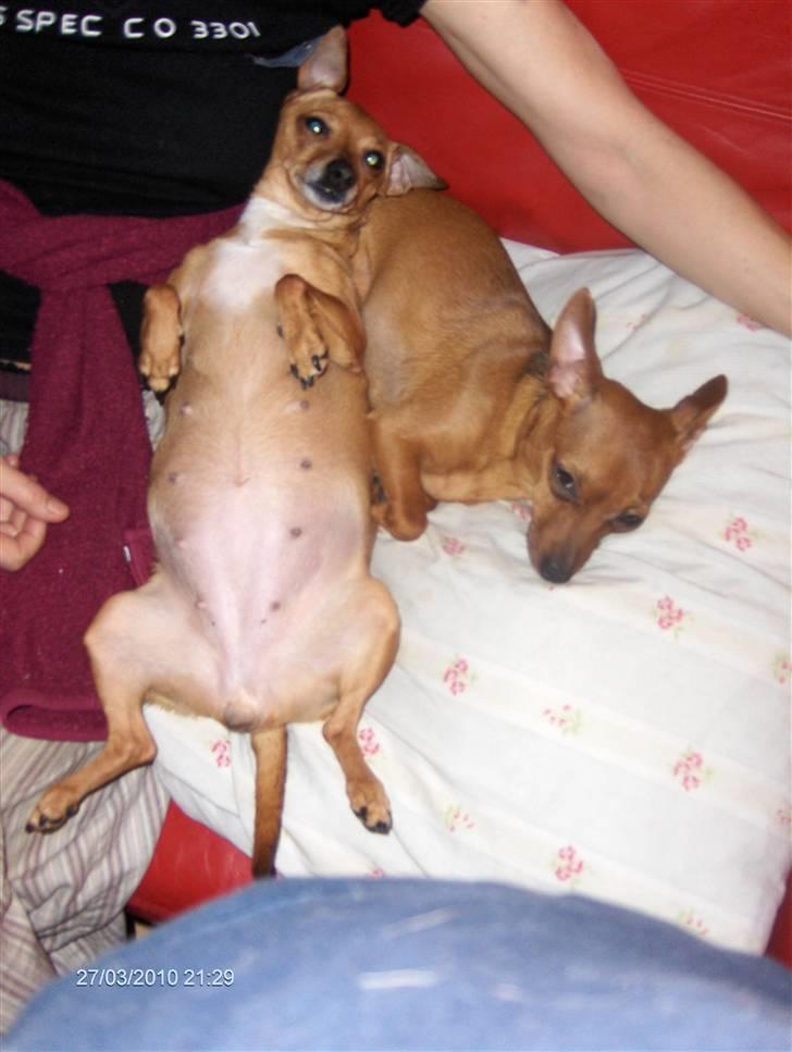 Prazsky krysarik vera billede 3