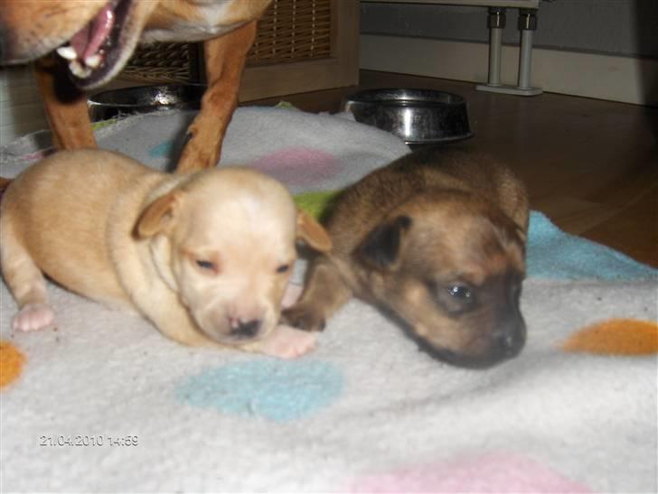 Prazsky krysarik vera - mine små billede 4