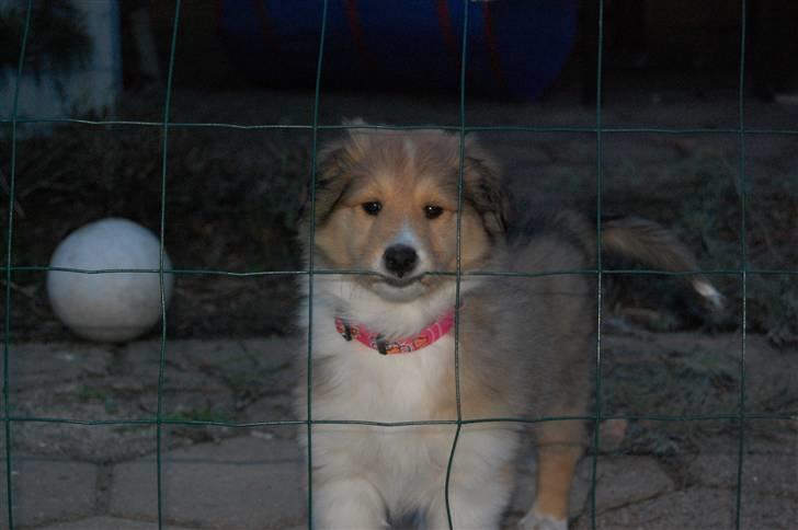 Collie langhåret CHILLI | Prinsessen - YOU can not just leave me here!? - Foto Jeanette R. Mehl billede 13