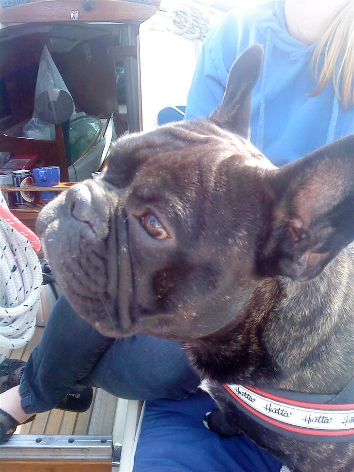 Fransk bulldog Batman billede 10