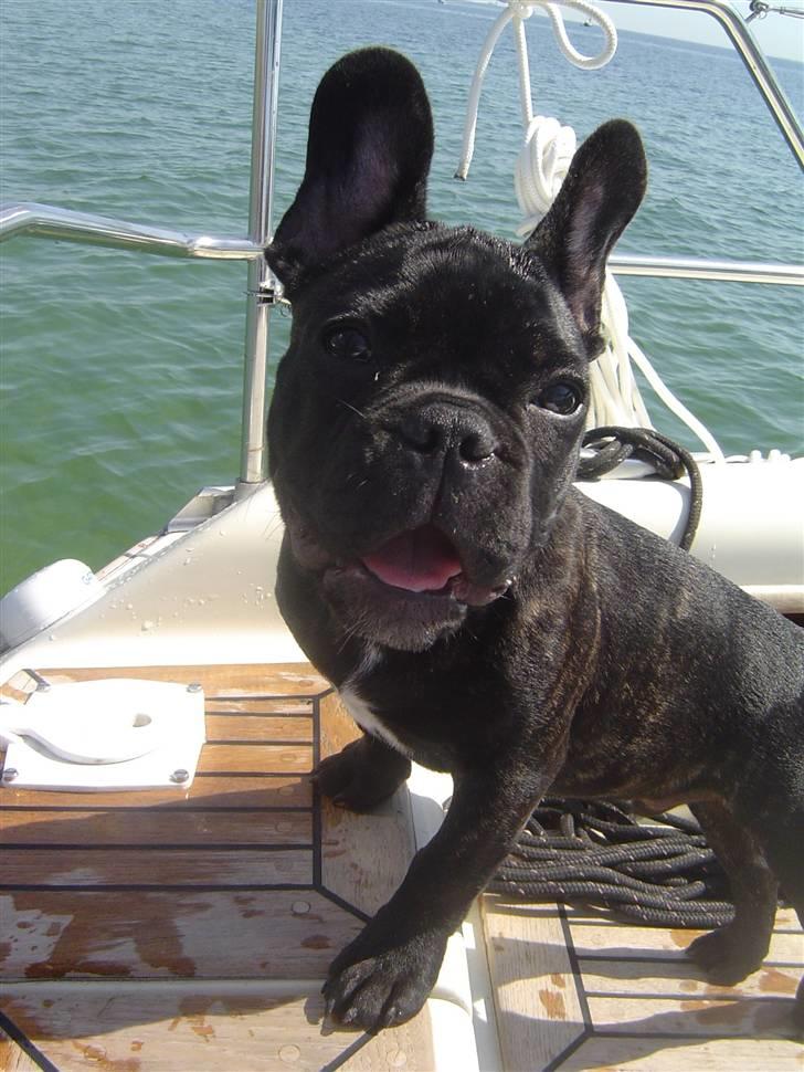 Fransk bulldog Batman billede 11