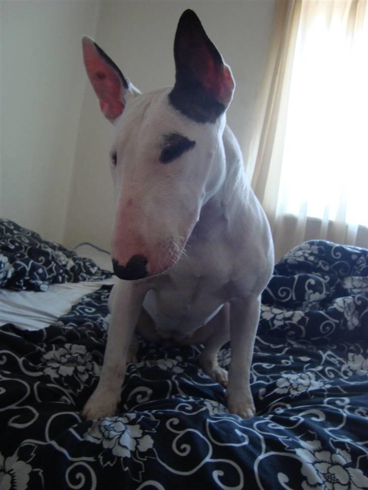 Bullterrier Diva billede 1