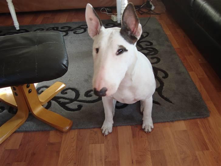 Bullterrier Diva billede 2