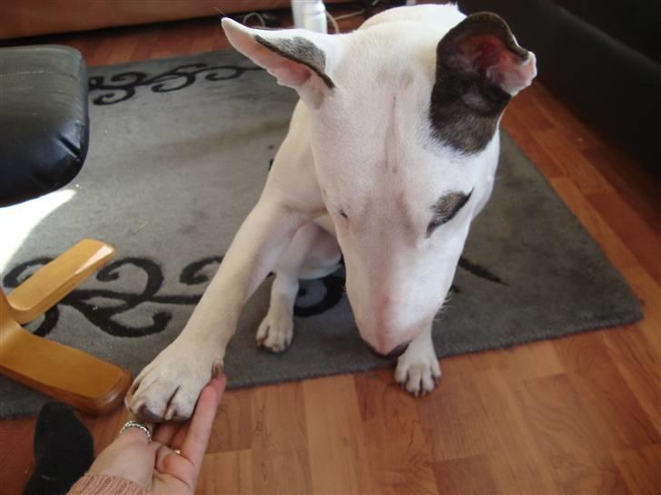 Bullterrier Diva billede 3