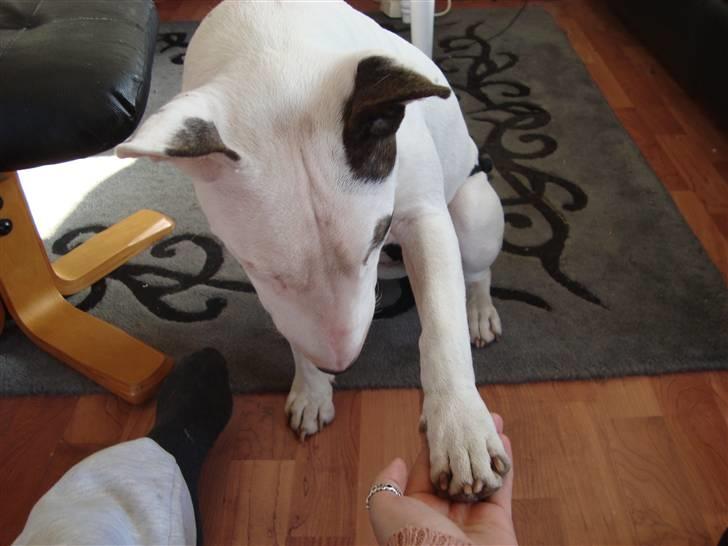 Bullterrier Diva billede 4