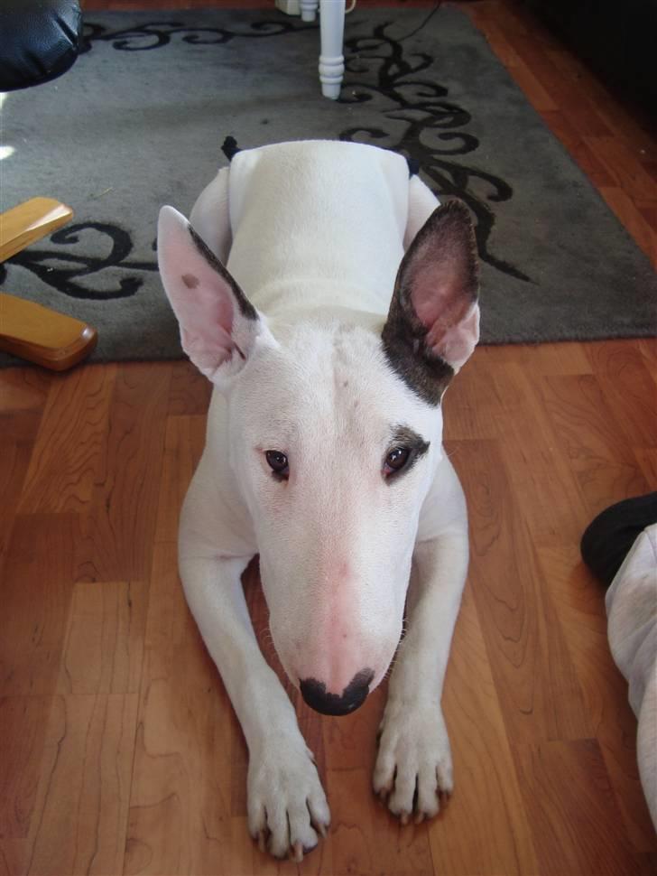 Bullterrier Diva billede 5
