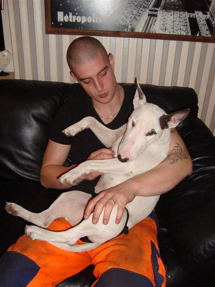 Bullterrier Diva billede 6